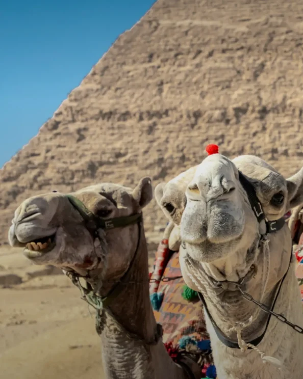 Sharm El Sheikh Video Review Leopold, Milano