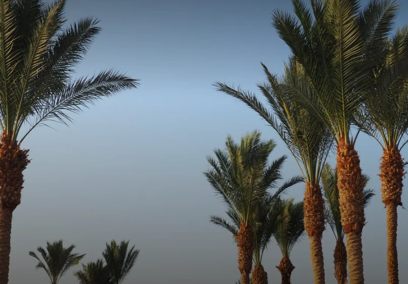 How to Choose the Right Tour in Sharm El Sheikh