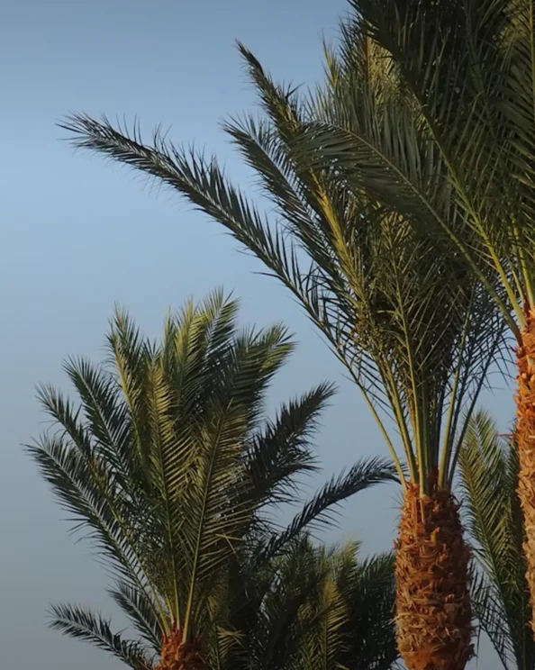 Sharm El Sheikh Video Review Albert, Talline